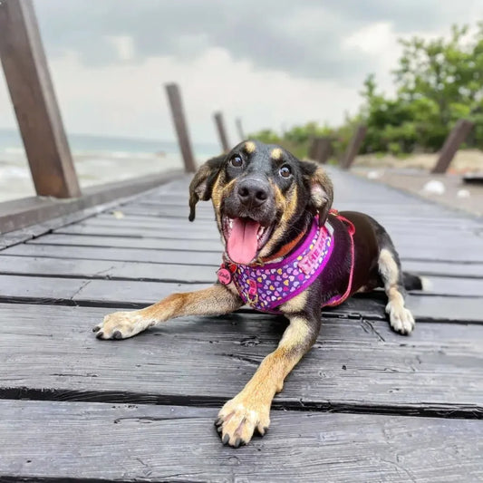Elegant 💜 Purple Heart Harness